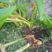 Déterrage du curcuma Déterrage du curcuma