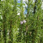 Romarin en fleur Romarin en fleur