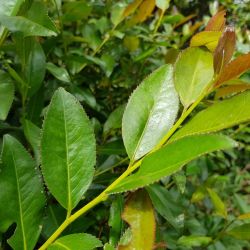 Change écorce ou encore appelé goyave marron