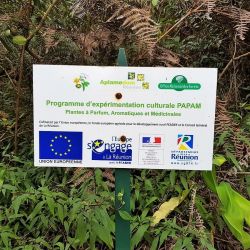 Expérimentation cultural de PAPAM