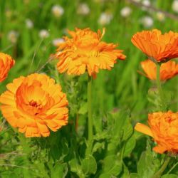 Calendula ou souci des jardins