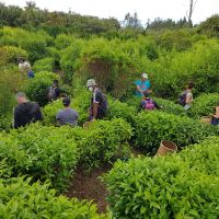 Atelier cueillette du thé avec M. Johny Guichard au Labyrinthe en Champ Thé