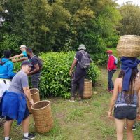 Cueillette du thé au Labyrinthe en Champ Thé à Grand Coude à St Joseph Cueillette du thé au Labyrinthe en Champ Thé à Grand Coude à St Joseph