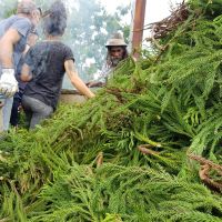 Distillation de cryptoméria (Cryptomeria Japonica) chez le tisaneur Franswa Tibère Distillation de cryptoméria (Cryptomeria Japonica) chez le tisaneur Franswa Tibère