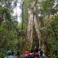 Parc National de la Réunion, la forêt des Makes Parc National de la Réunion, la forêt des Makes