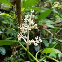 Bois de Corail (chassalia corallioides) dans la forêt des Makes Bois de Corail (chassalia corallioides) dans la forêt des Makes