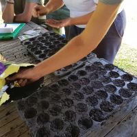 Atelier semi à la Micro Ferme Urbaine Pédagogique du Tampon avec Luca Piccin Atelier semi à la Micro Ferme Urbaine Pédagogique du Tampon avec Luca Piccin