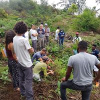 Atelier coupe du géranium rosat (Pelargonium X asperum Ehrhart) chez Bruno à la Petite France Atelier coupe du géranium rosat (Pelargonium X asperum Ehrhart) chez Bruno à la Petite France