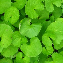 Centella asiatica