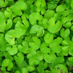 Centella asiatica