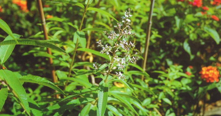 Verveine citronnelle