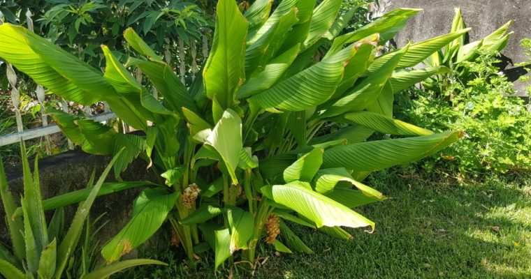 Curcuma