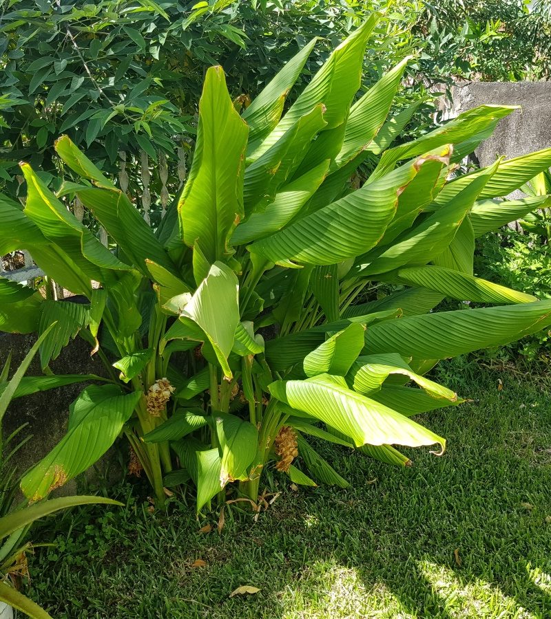 Curcuma