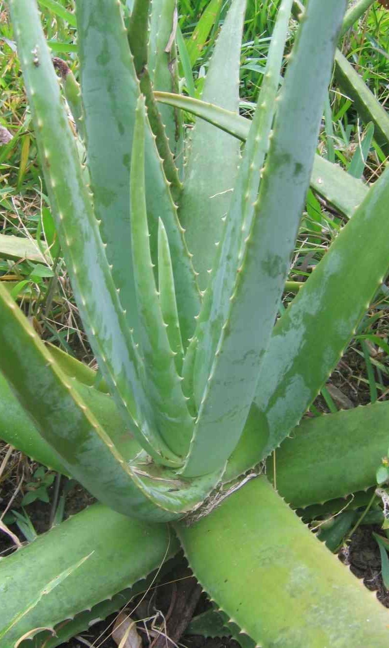 Aloes