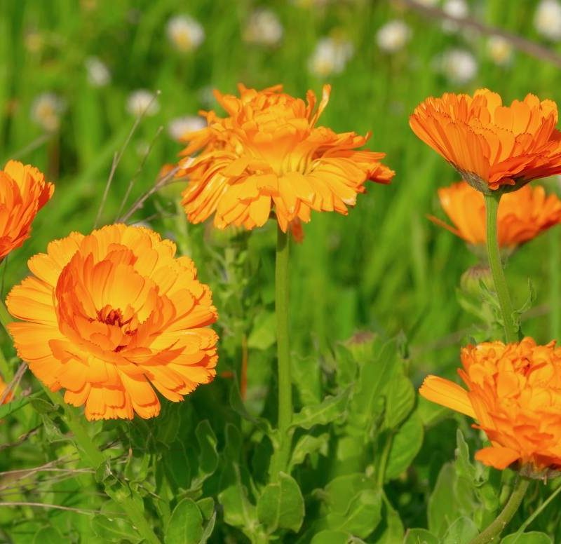 Calendula ou souci des jardins